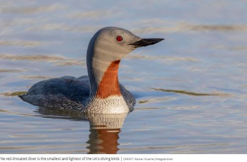 Red Throated Diver.JPG